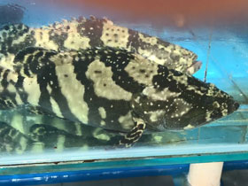 Смотреть фото Китайский окунь Фото Китайский окунь