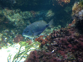 Фото Чернохвостая облада