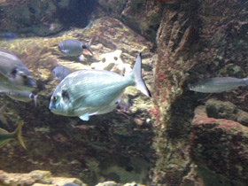 Фото Сальпа