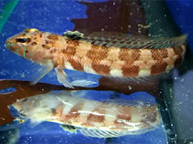 Фото Пингипедовые