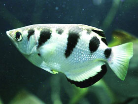 Фото Черноплавничный брызгун