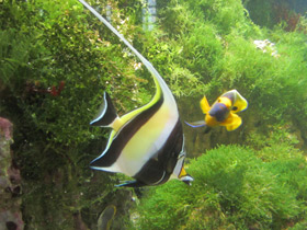 Смотреть фото Рогатый занкл Фото Рогатый занкл