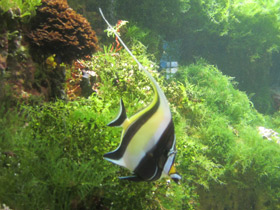 Смотреть фото Рогатый занкл Фото Рогатый занкл