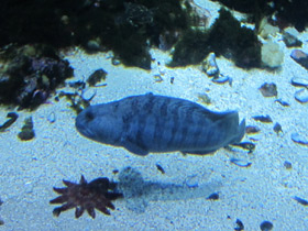 Фото Полосатая зубатка