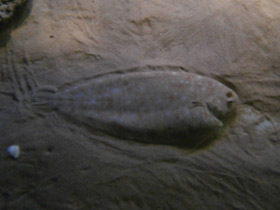 Фото Европейская солея