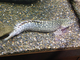 Фото Многопёр Эндлихера