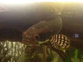 Смотреть фото Конголезский многопёр Фото Конголезский многопёр