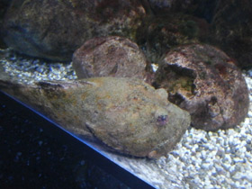 Фото Многоигловый керчак