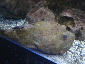 Фото Многоигловый керчак