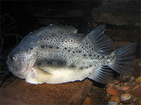 Фото Пинагор