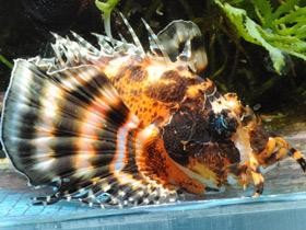 Фото Пятнистая крылатка