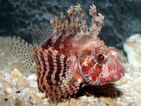 Карликовая крылатка