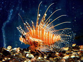 Фото Антенновая крылатка