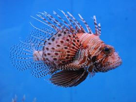 Фото Момбасская крылатка