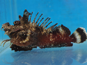 Фото Японская бородавчатка