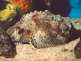 Океанская бородавчатка