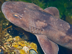 Фото Коричневая южноафриканская кошачья акула