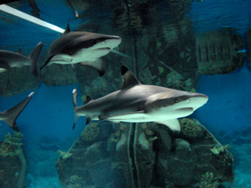 Чернопёрая рифовая акула