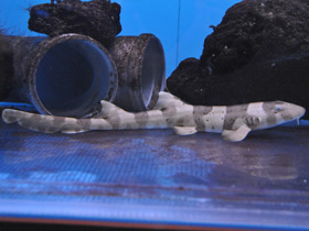 Смотреть фото Бамбуковая акула Фото Бамбуковая акула