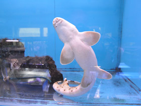 Фото Глазчатая кошачья акула