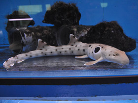 Фото Глазчатая кошачья акула