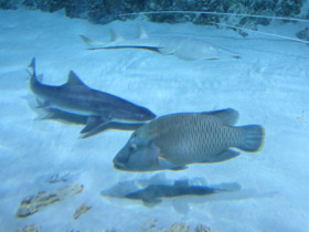 Смотреть фото Калифорнийская кунья акула Фото Калифорнийская кунья акула