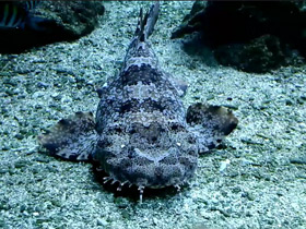 Пятнистый воббегонг