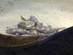 Фото Звёздчатая кошачья акула