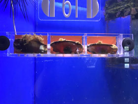 Фото Звёздчатая кошачья акула