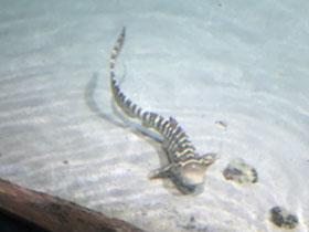 Фото Зебровая акула