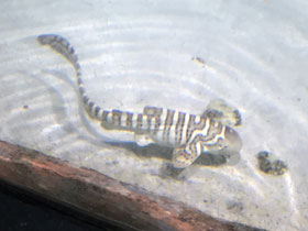 Фото Зебровая акула