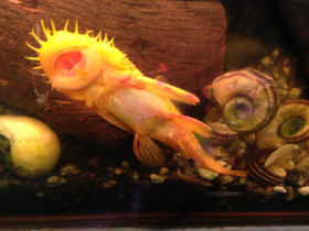 Фото Анциструс