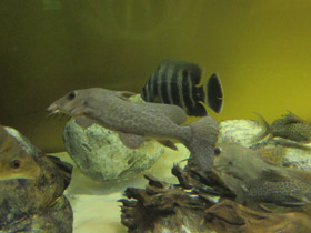 Смотреть фото Жирафовый сом Фото Жирафовый сом