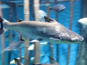 Фото Высокоплавничный пангасиус