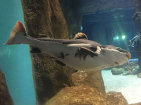 Фото Краснохвостый сом