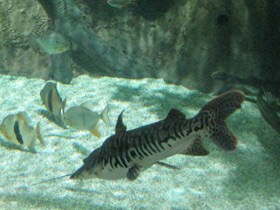 Фото Тигровая псевдоплатистома