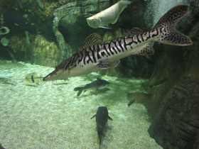 Фото Тигровая псевдоплатистома