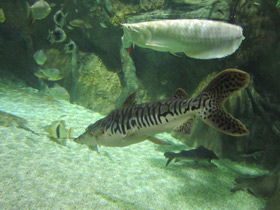 Фото Тигровая псевдоплатистома