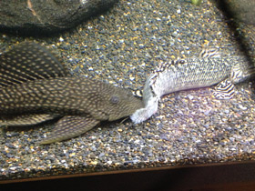 Фото Парчовый птеригоплихт