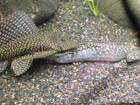 Фото Парчовый птеригоплихт