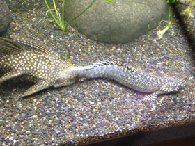 Фото Парчовый птеригоплихт