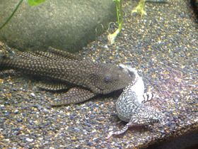 Фото Парчовый птеригоплихт