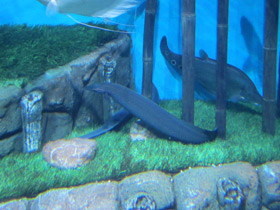 Фото Краснополосый мастацембелус