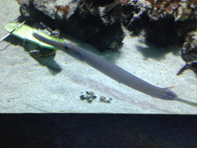 Фото Китайский флейторыл