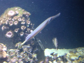 Фото Китайский флейторыл