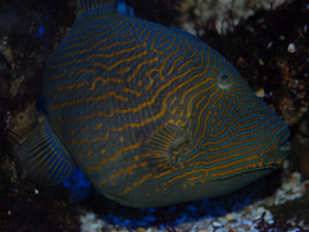 Оранжевополосый спинорог