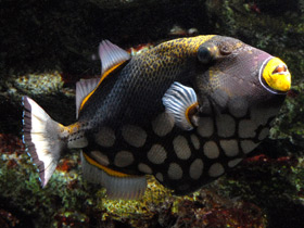 Фото Спинорог-клоун