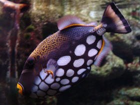 Фото Спинорог-клоун