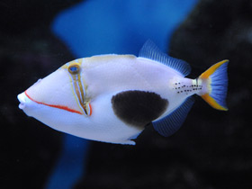 Фото Бородавчатый спинорог