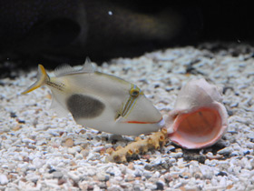 Фото Бородавчатый спинорог